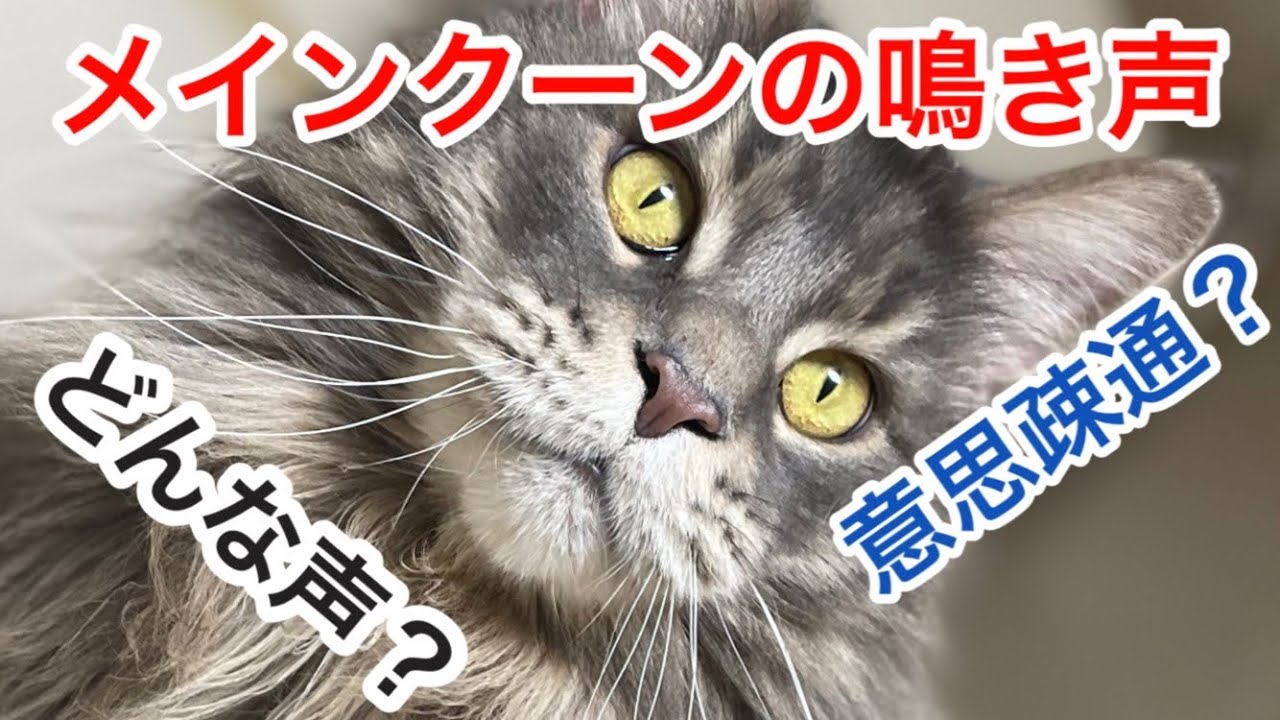 【メインクーンの独特な鳴き声】鳴き声の紹介と声の違いによる意思を考察します