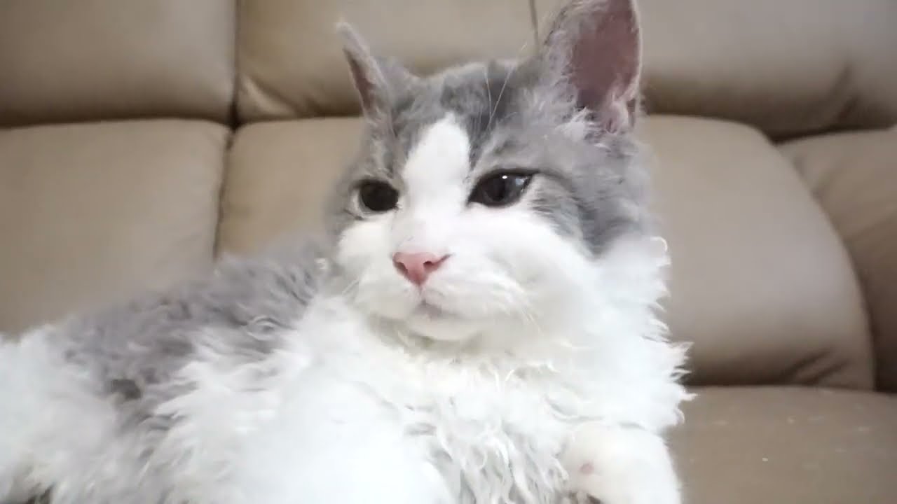 セルカークレックス子猫　2022.７.23産まれ　ブルー＆ホワイト　男の子　シーダキャット猫のお店