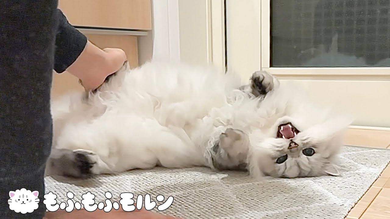 もふもふ猫のナイトルーティン 【サイベリアン】