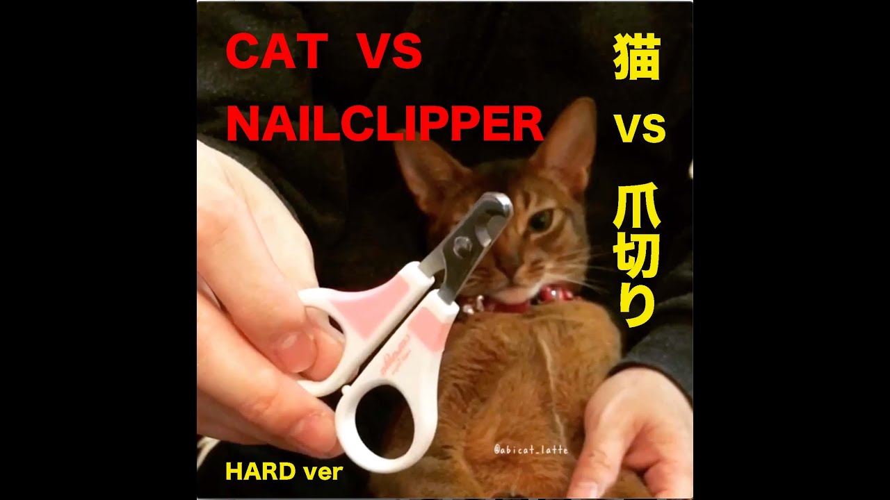 アビシニアンのレオン　爪切り挑戦1　激しく抵抗編　Abyssinian CAT  Nailclipper movie part1