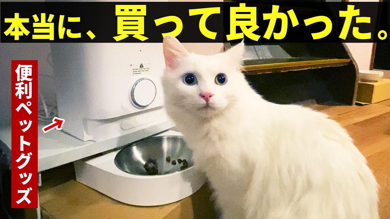 【保護子猫兄弟】のために自動給餌器をプレゼントして使ってみた