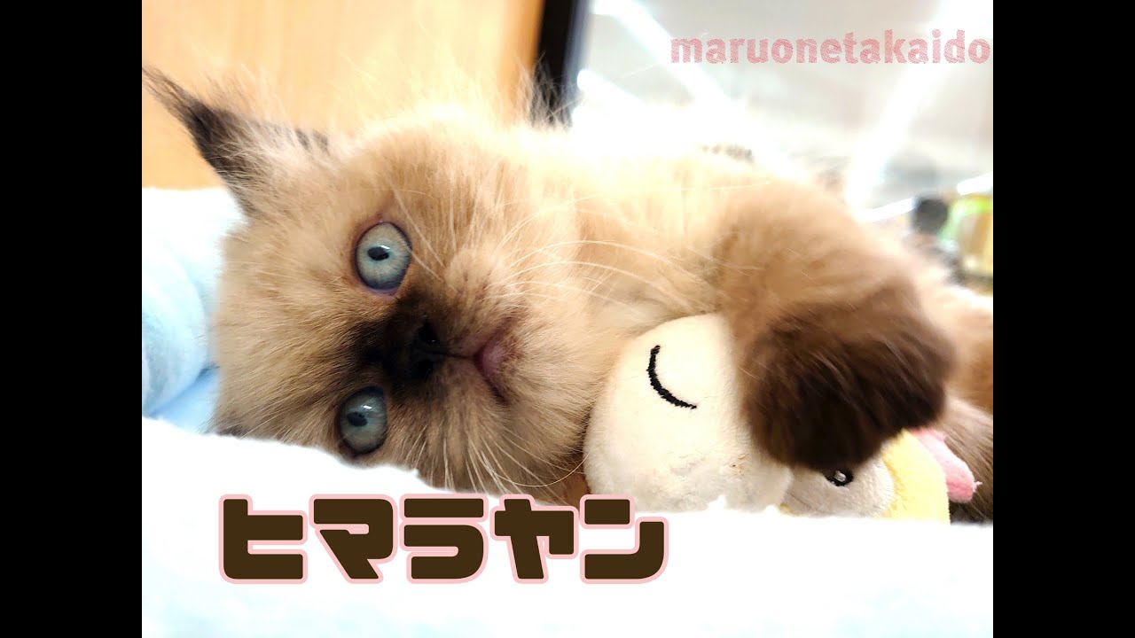 【ヒマラヤン】お部屋にて