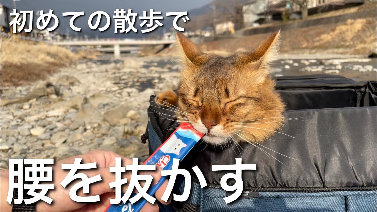 【猫の散歩】初めて外出したら腰を抜かしたソマリ