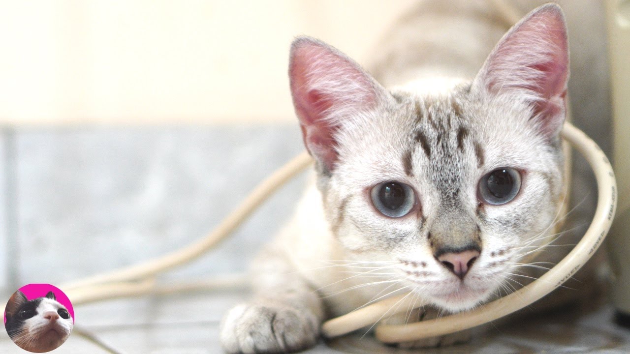 【これってうちの猫だけ？】シャムミックスの性格がよくわかる動画？