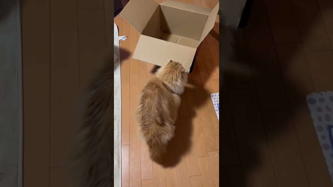 やっと箱に入れた太っちょ猫 #shorts  #猫 #アメリカンカール #cat