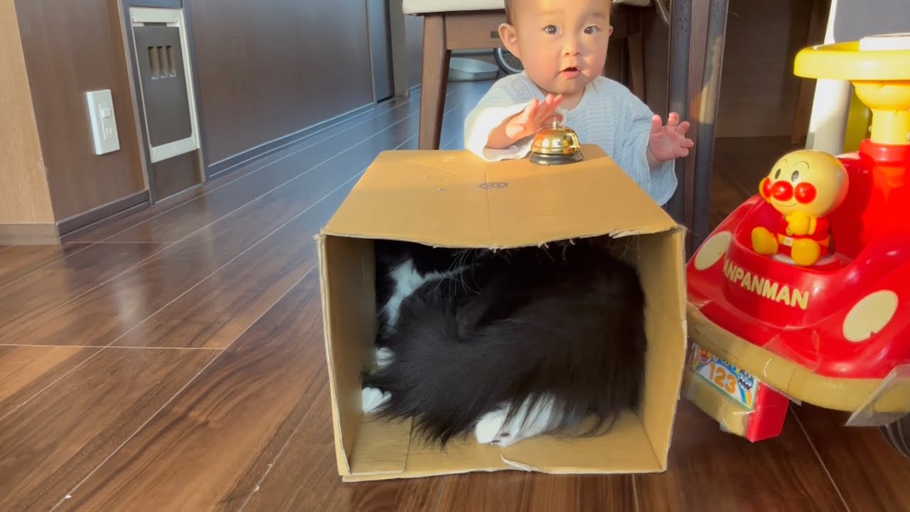 赤ちゃんから騒音攻撃を受ける猫　ラガマフィン　Cat gets noise attack from baby