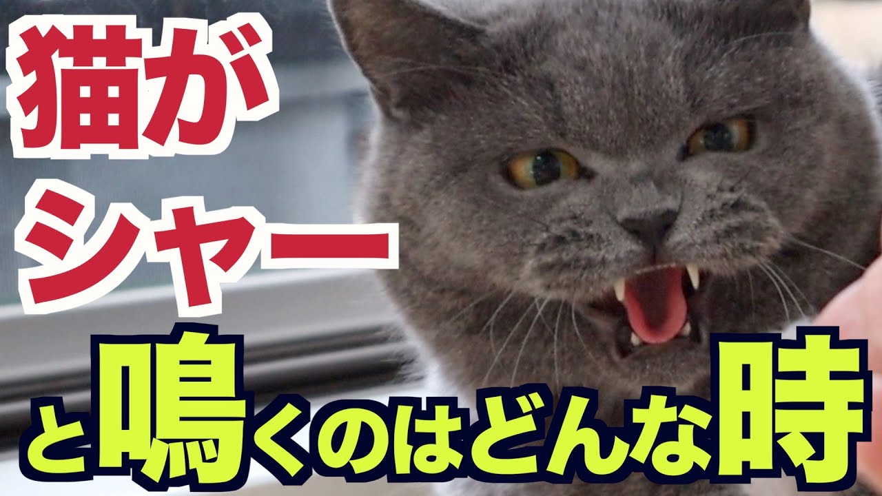 猫が「シャー」と鳴くのはどんな時？【ブリティッシュショートヘア】
