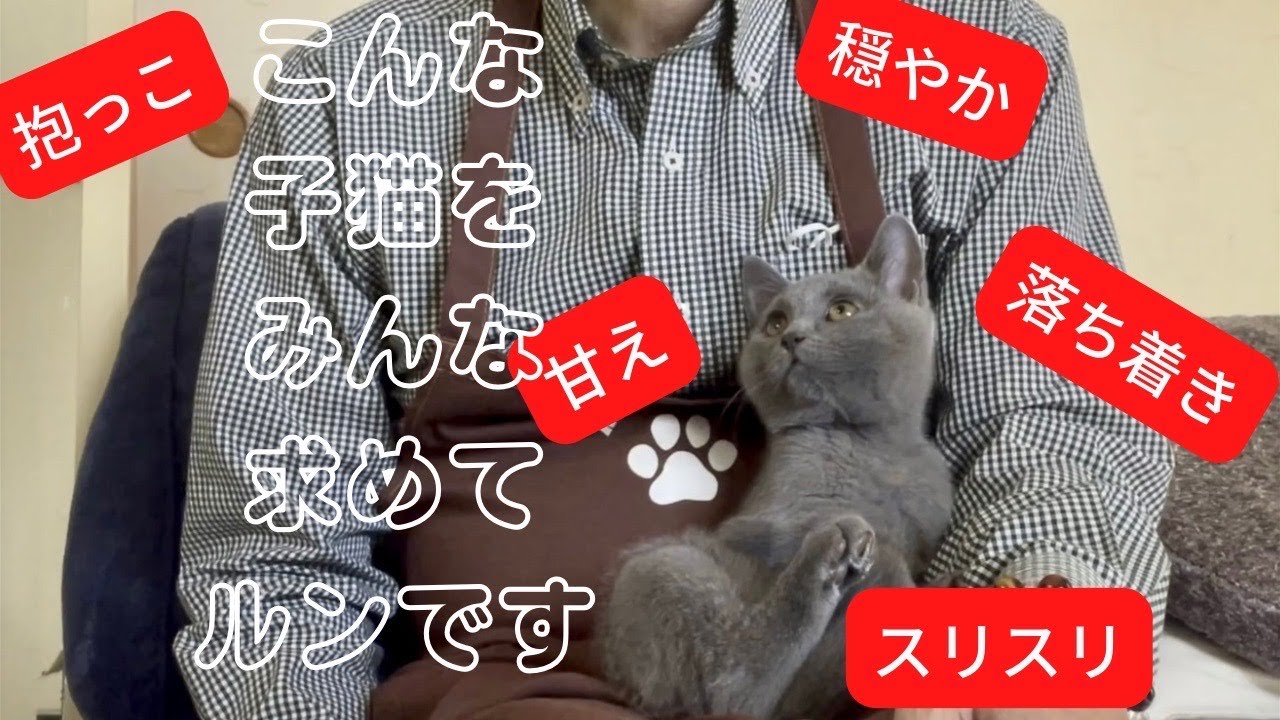 【シャルトリュー子猫のご紹介】甘え上手で落ち着きがあって、なんとも言えないシャルトリューの男の子！