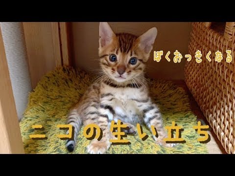 【祝1歳】ベンガル猫ニコの産まれたて〜1歳までの生い立ち