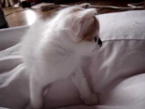 ターキッシュバン　子猫　三毛柄ちゃん#2