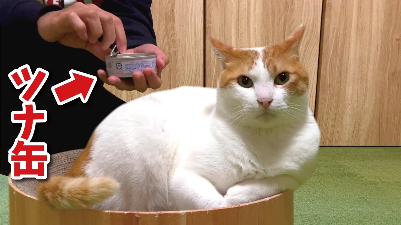 猫の真後ろでこっそりツナ缶を開けてみた結果…【関西弁でしゃべる猫】