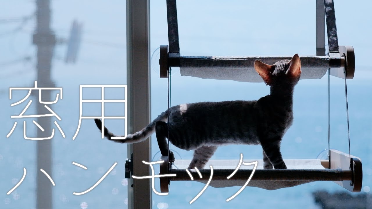 窓用ハンモック設置！／デボンレックス