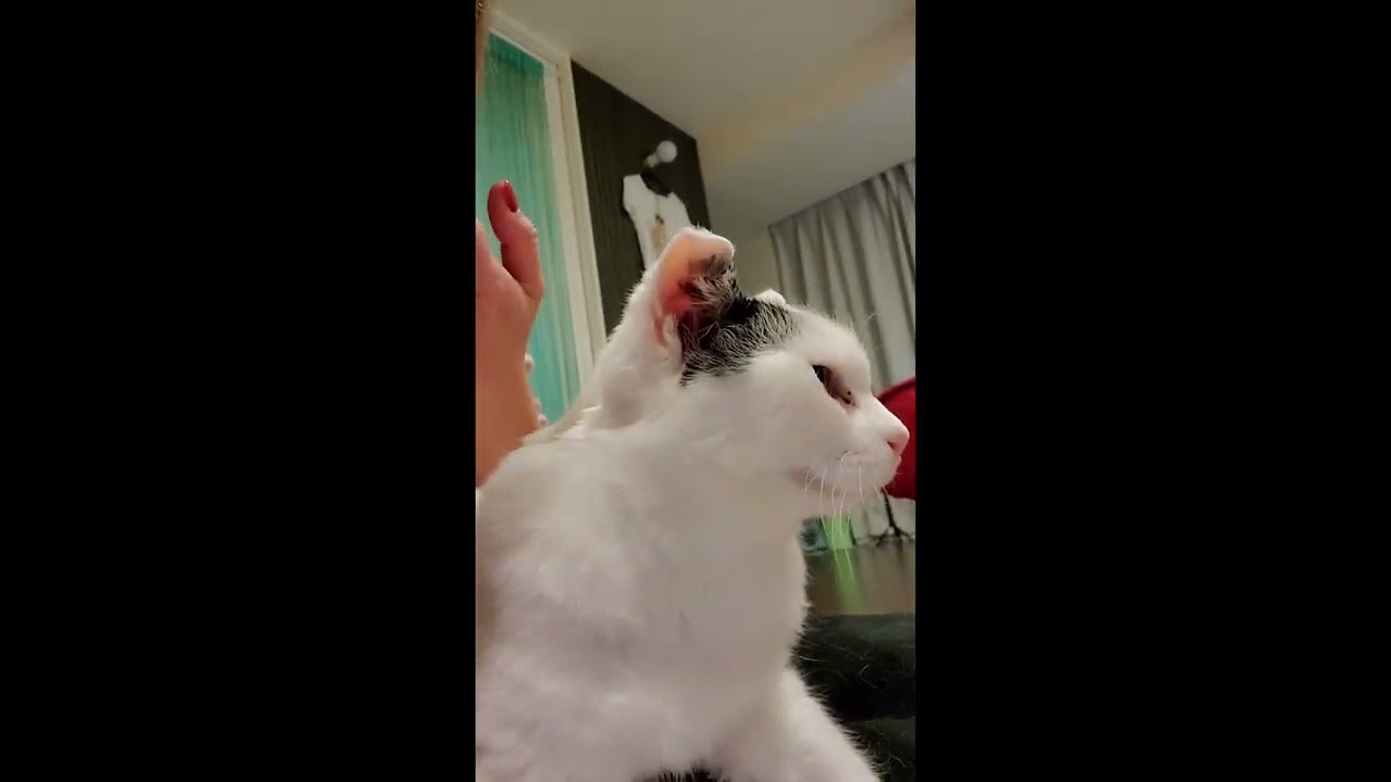 ただいまおかえり#かわいい#ねこ部 #ねこ #せつこ #せっちゃん#ぽんぽんおしっぽせつこちゃん#ジャパニーズボブテイル