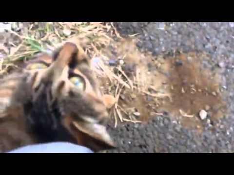 【猫編】野良母猫の激しいマーキング