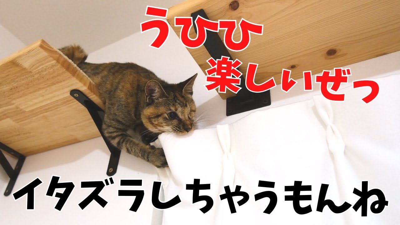 もうやめて〜!!飼い主を困らせるじゃじゃ馬な子猫