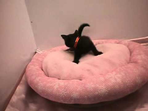 265073　ボンベイ