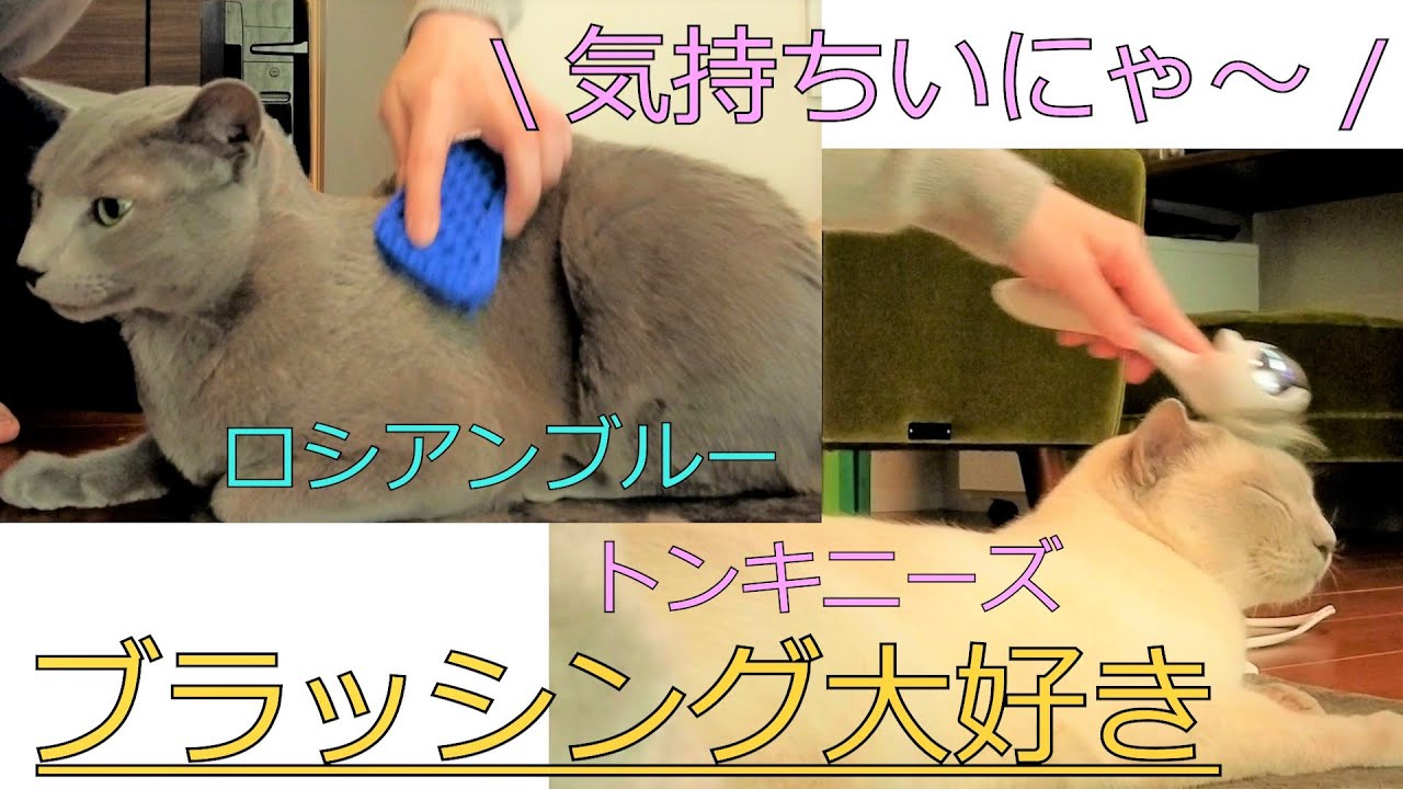 【ブラッシング】【ロシアンブルー×トンキニーズ】普段のお手入れの様子（＃32）