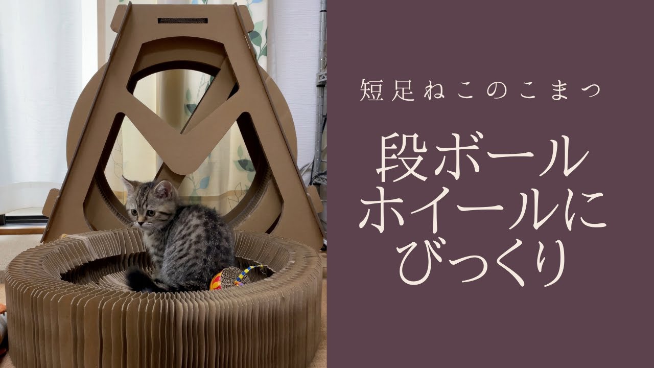 段ボールホイールで遊ぼうとしたのにびっくりしちゃった短足仔猫 #Shorts