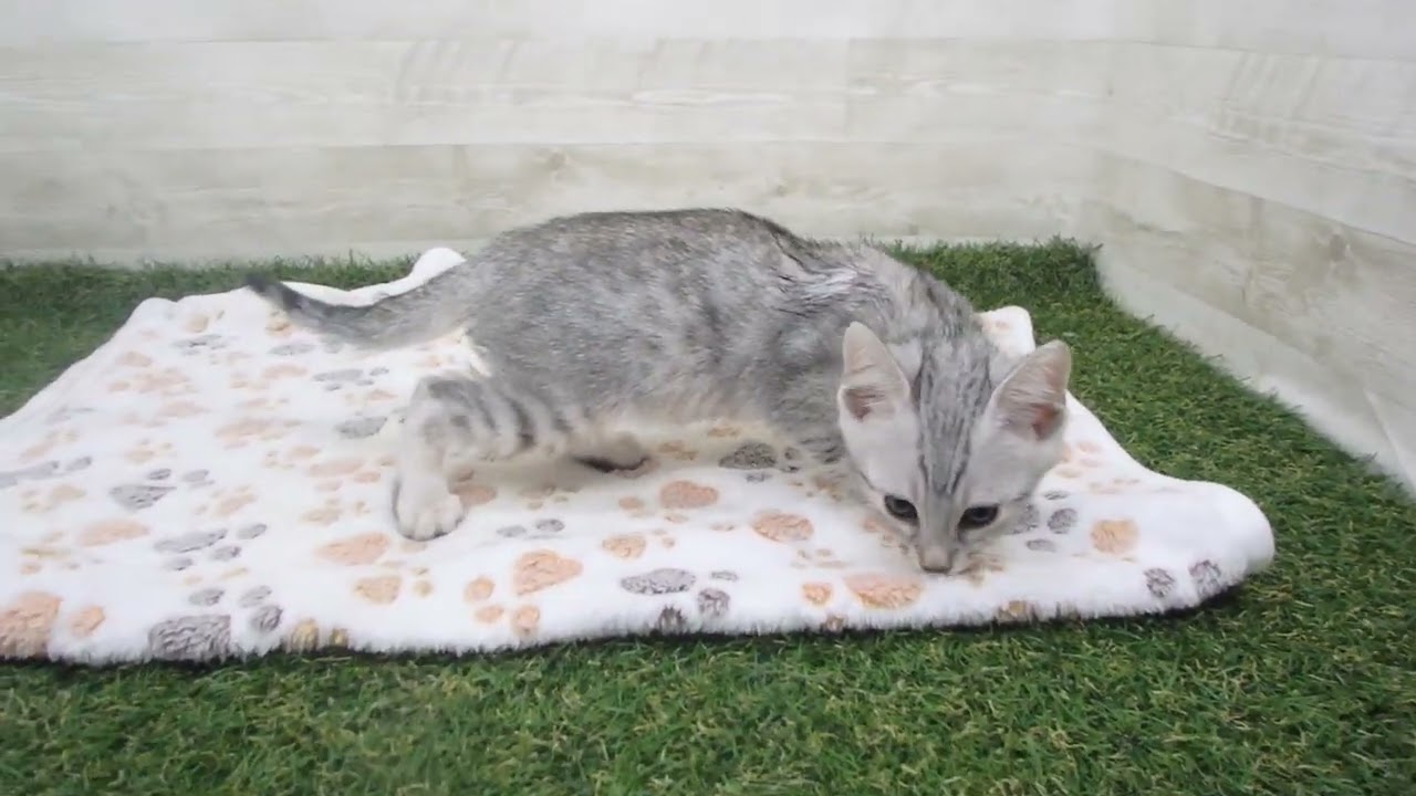 Coo&RIKU　No00594339 エジプシャンマウ