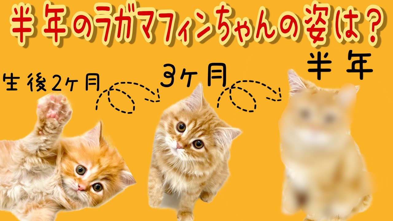 【ラガマフィン】ラガマフィンちゃんの成長！生後二か月からどんな子に成長したのかな？