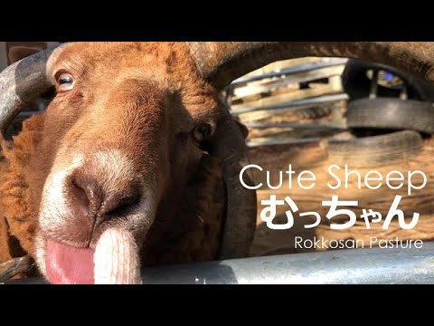 かまってちゃんなむっちゃん【六甲山牧場】４本角の茶色いひつじマンクスロフタンの六茶夫くん
