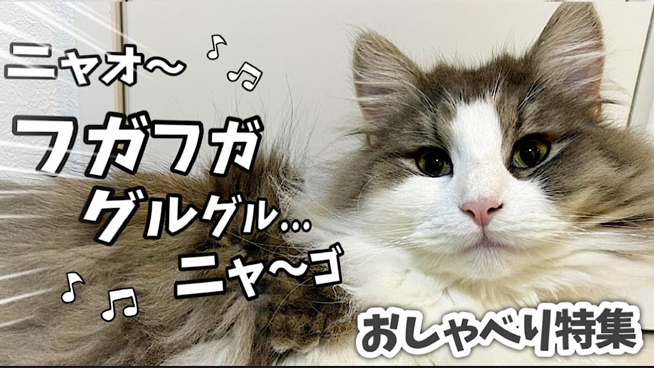 【ノルウェージャンフォレストキャットの鳴き声】1日中しゃべりまくりで色々要求してくる猫