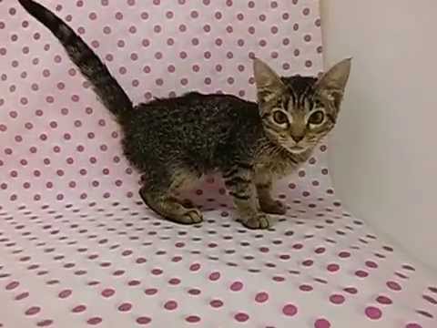 ペットショップCoo＆RIKU　00204486　オシキャット