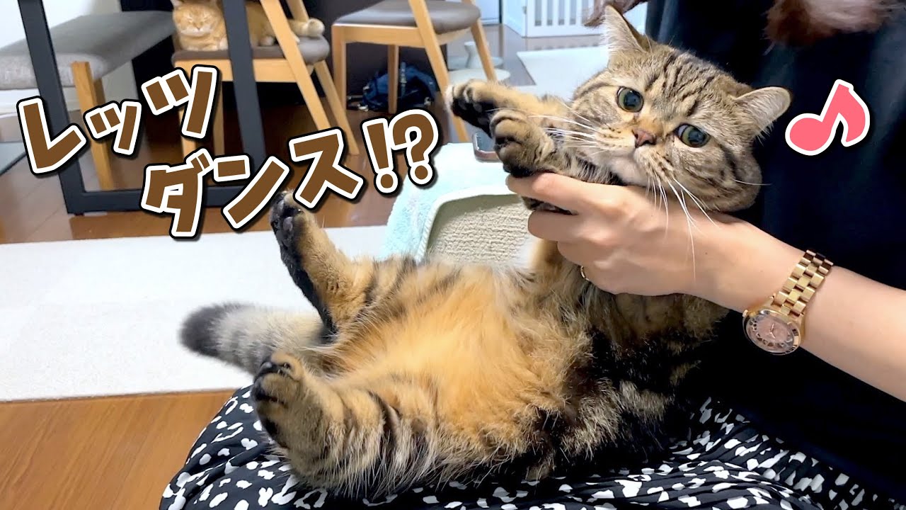 歌番組を見ている姉に捕まって好き放題されちゃう猫が可愛い！w