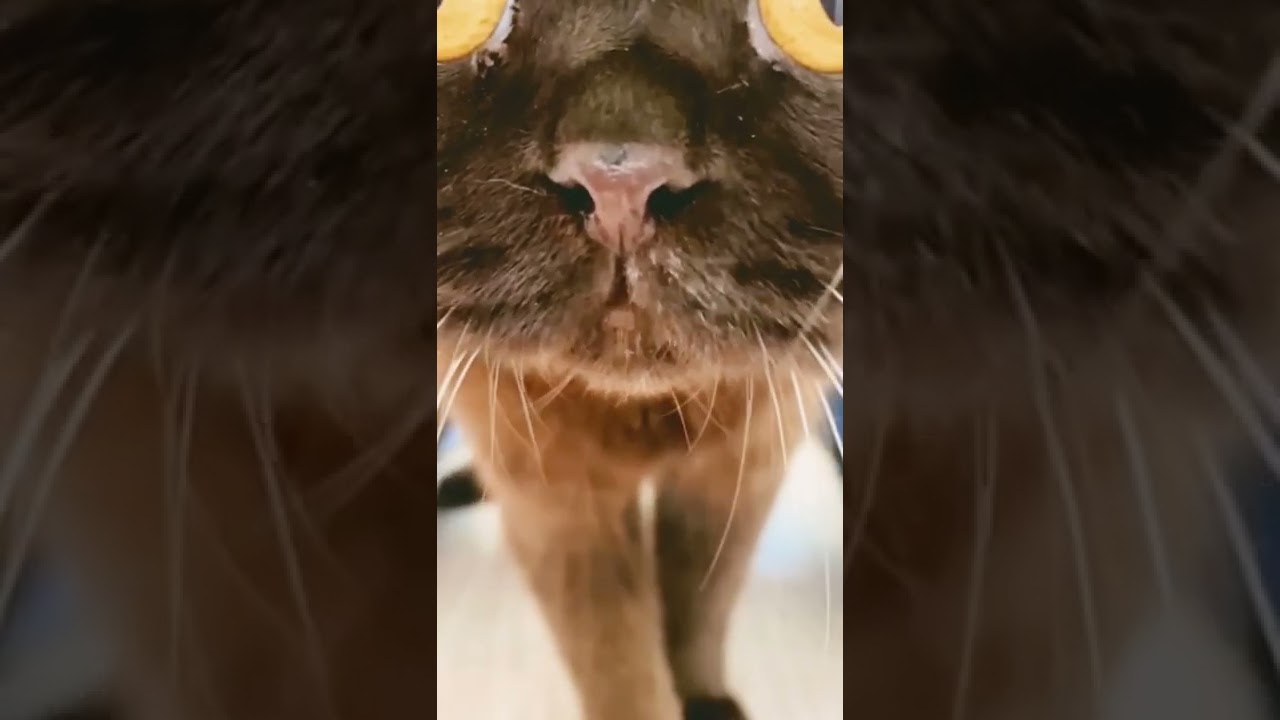 Brown cat 👶🐱🤗❤️🔥