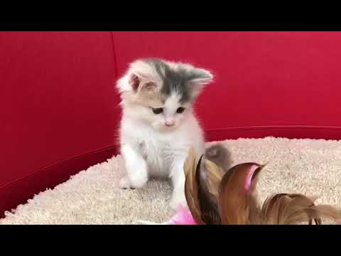 スコティッシュフォールドの子猫☆＜2018/3/11産まれE♀＞