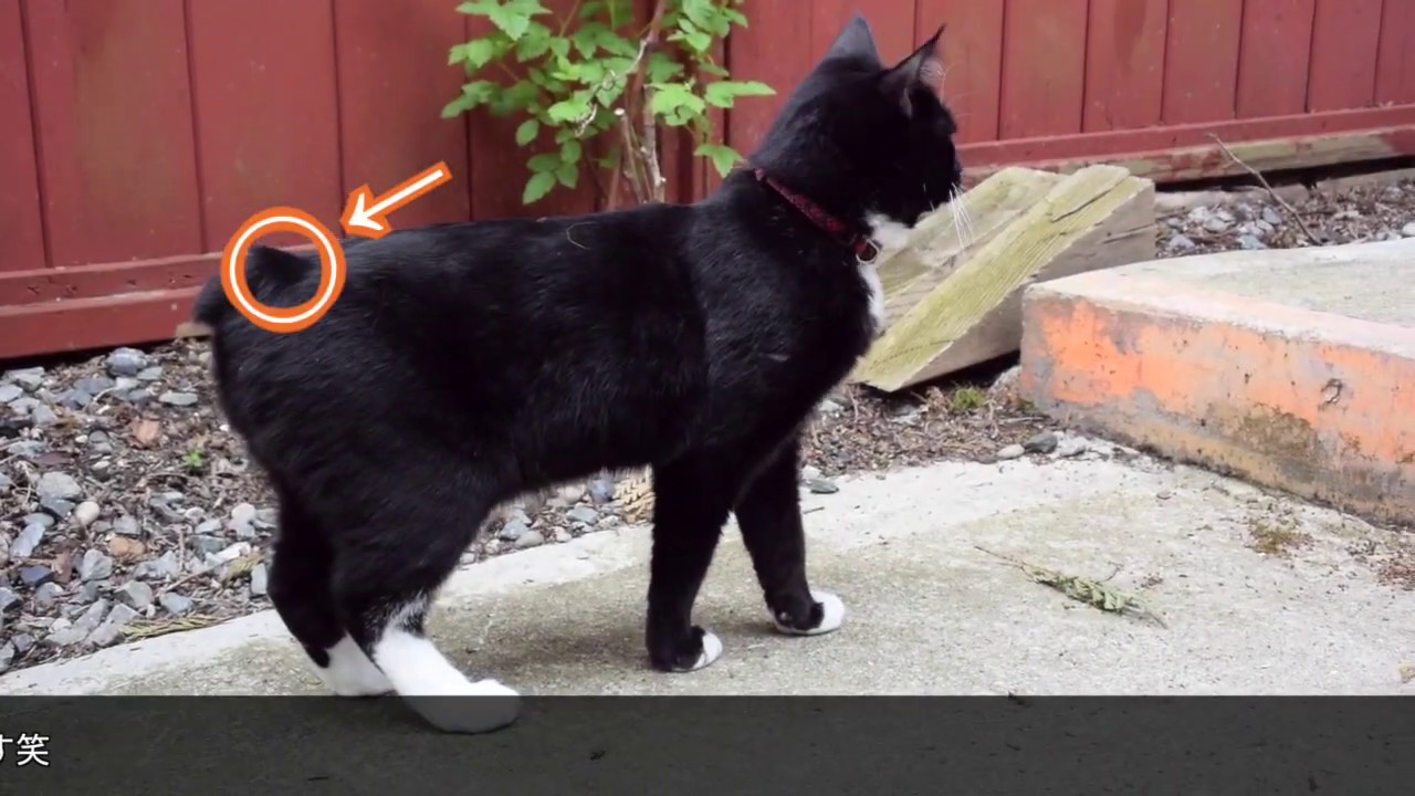 Manxcat playtime【バルドのとある１日】