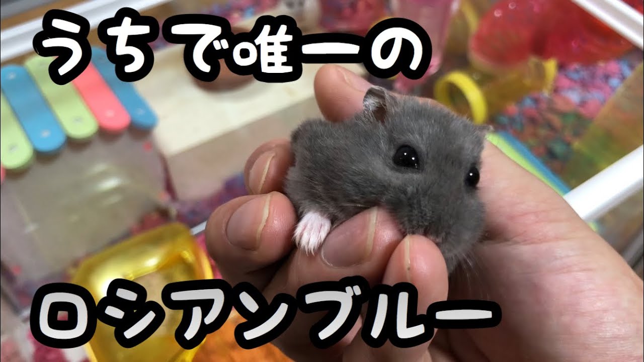 【ロシアンブルー】久しぶりの登場です！最後にはちらっと息子も出るよ