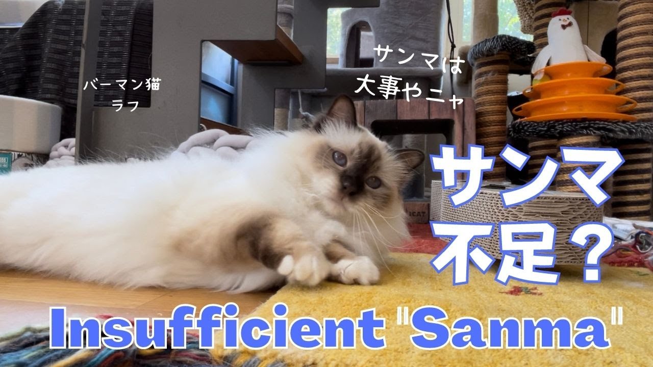 バーマン猫ラフは足りてる？【サンマ不足？】Insufficient "Sanma"（バーマン猫）Birman/Cat