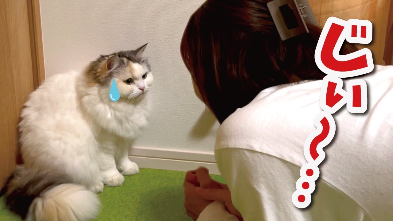 猫と１０秒目が合うと信頼されてるという噂の真相について【関西弁でしゃべる猫】