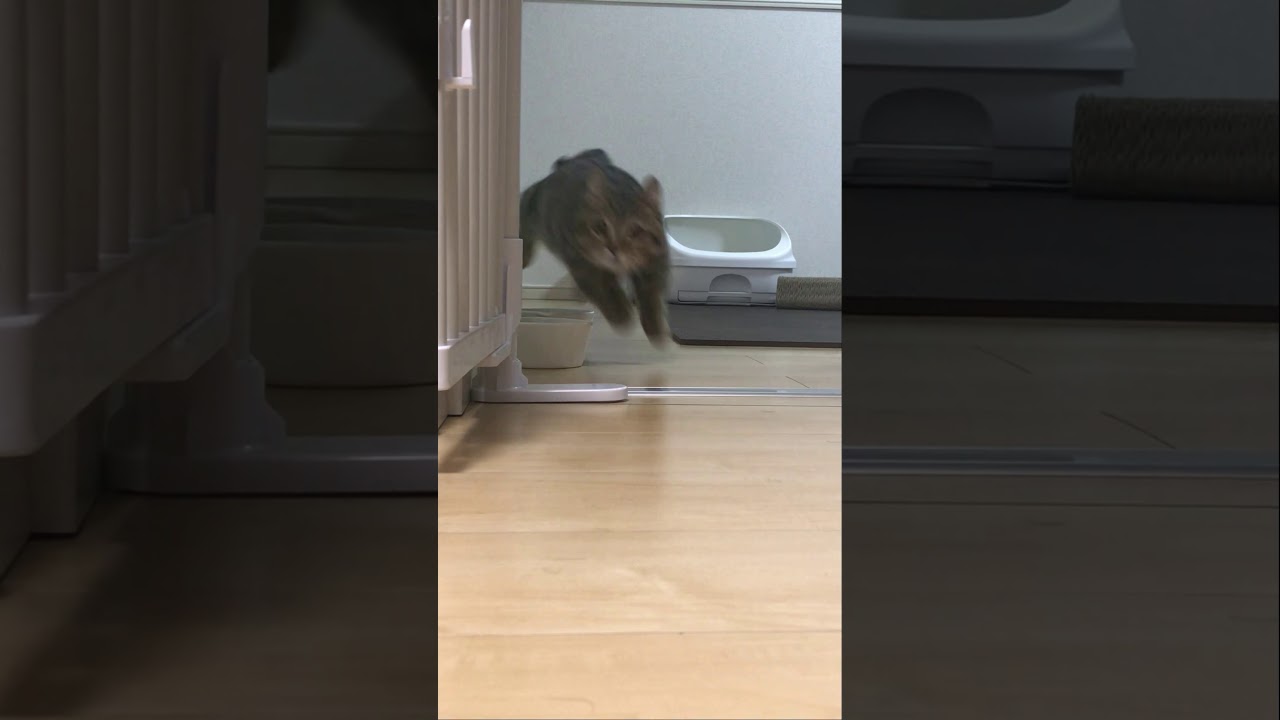 チラチラ見てくるキンカローの子猫が可愛すぎた　マンチカン×アメリカンカール　#Shorts