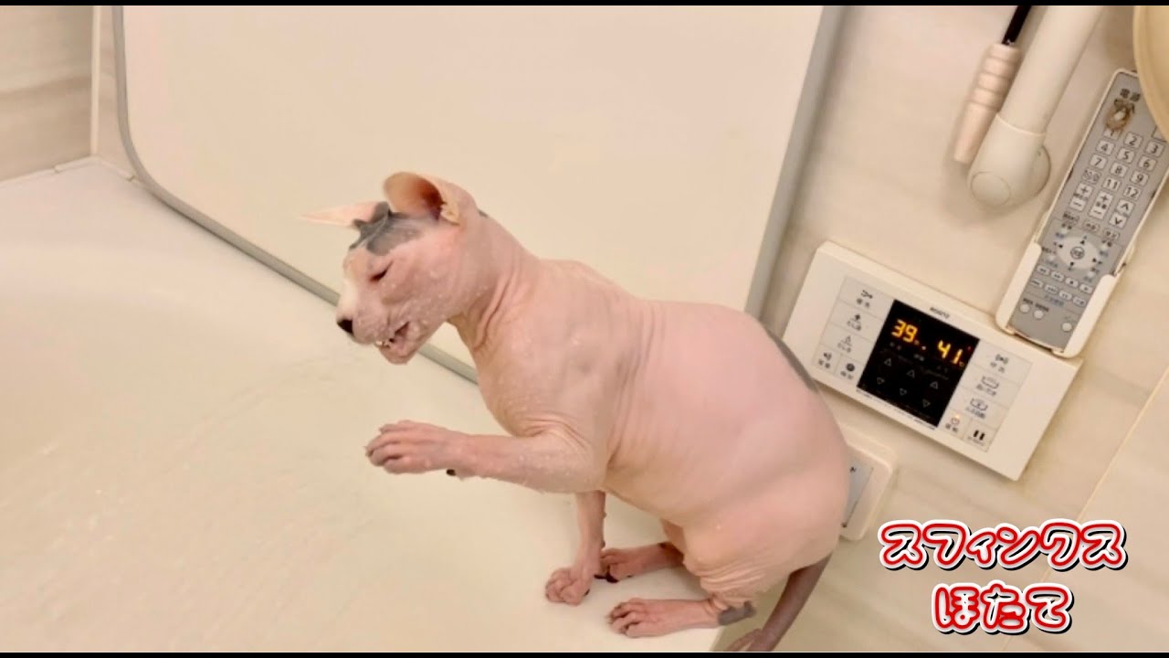 シャワーに立ち向かうほたて猫が勇ましい【スフィンクス　猫】
