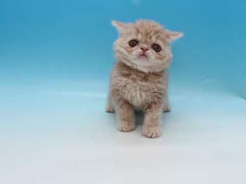 No60173　セルカークレックス　2022年08月19日生まれ　男の子