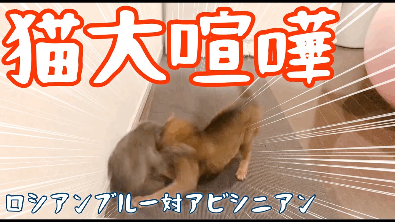 【喧嘩】ロシアンブルーVSアビシニアン 猫同士の喧嘩シーンです。Cat fight