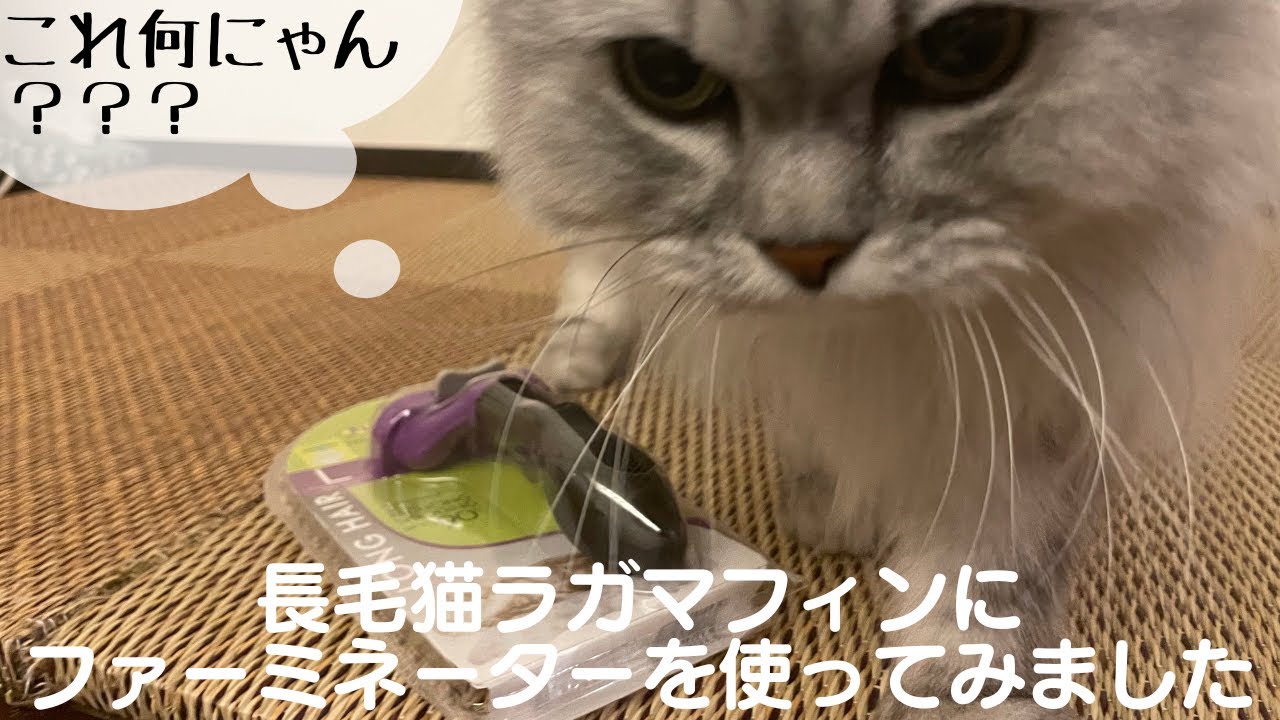 長毛猫ラガマフィンにファーミーネーターを使ってみました