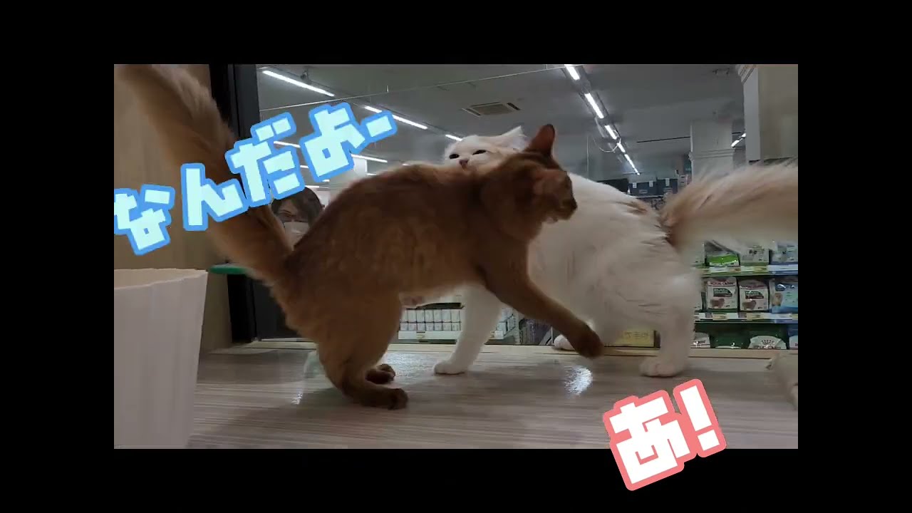 [ソマリ&ラガマフィン]ふたりはなかよし