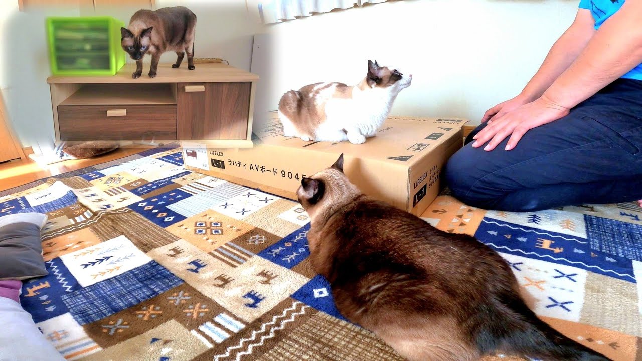 シャム猫色のボードを組立たら喜んで邪魔しに来たシャム猫姉妹😁