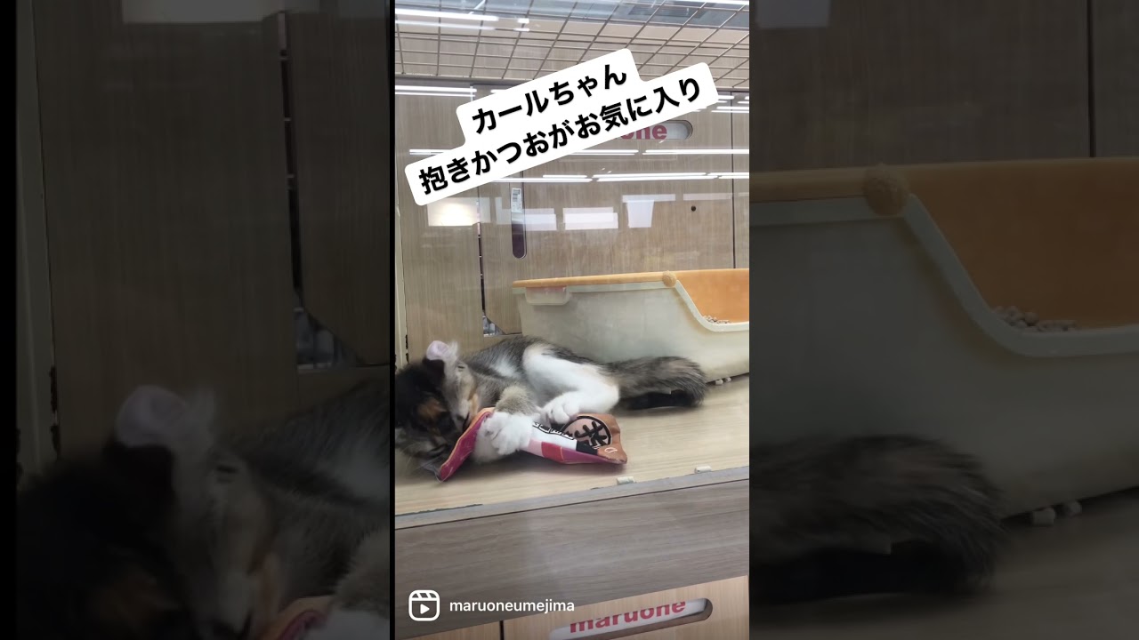 【 アメリカンカール 】抱きかつお♪【 マルワン梅島店 】
