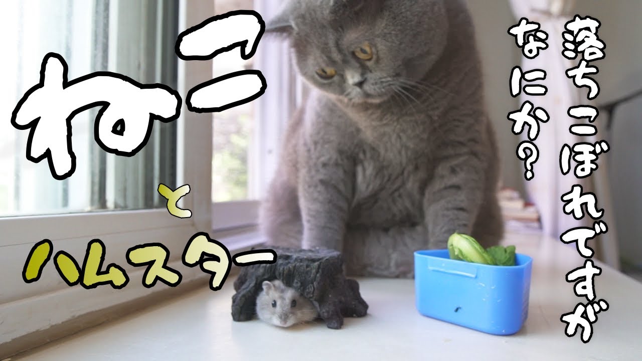 ブリティッシュショートヘアー界の落ちこぼれではありますが・・・