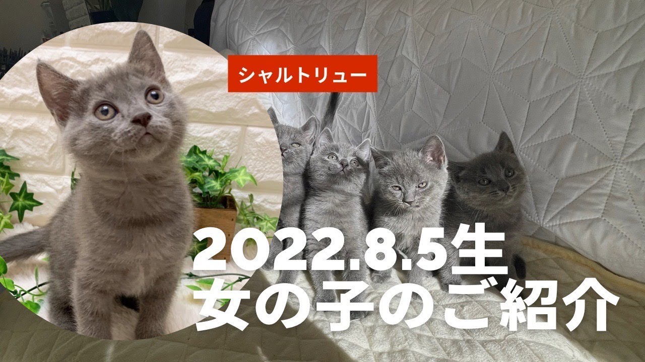 【ブリーダーや子猫のご紹介しています】シャルトリュー女の子のご案内