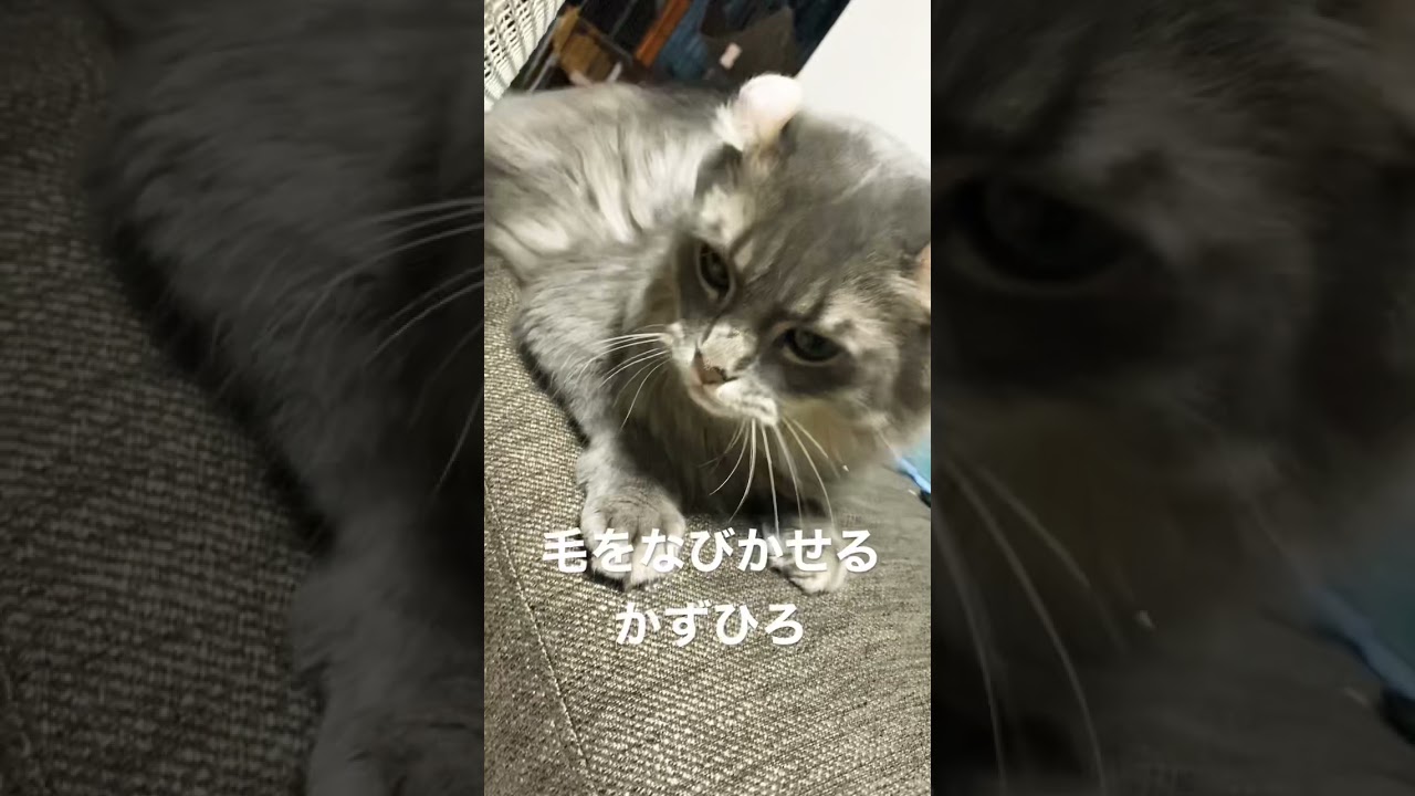 風にも負けない#アメリカンカール #猫 #shorts