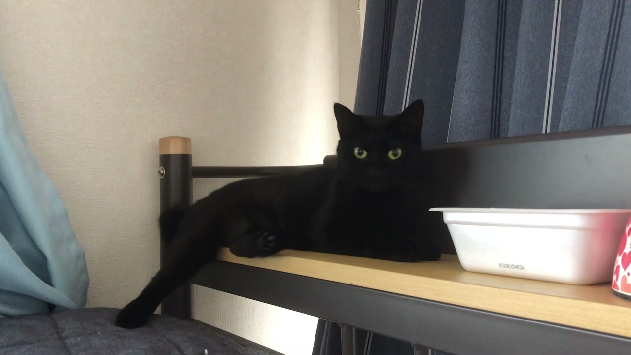 まったりベッドでくつろぐ【ちー】#黒猫 #くろねこ #日本猫