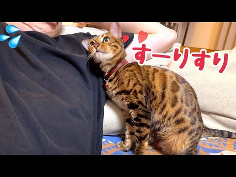 猫が脇にスリスリツンツンしてくるけど耐える一択