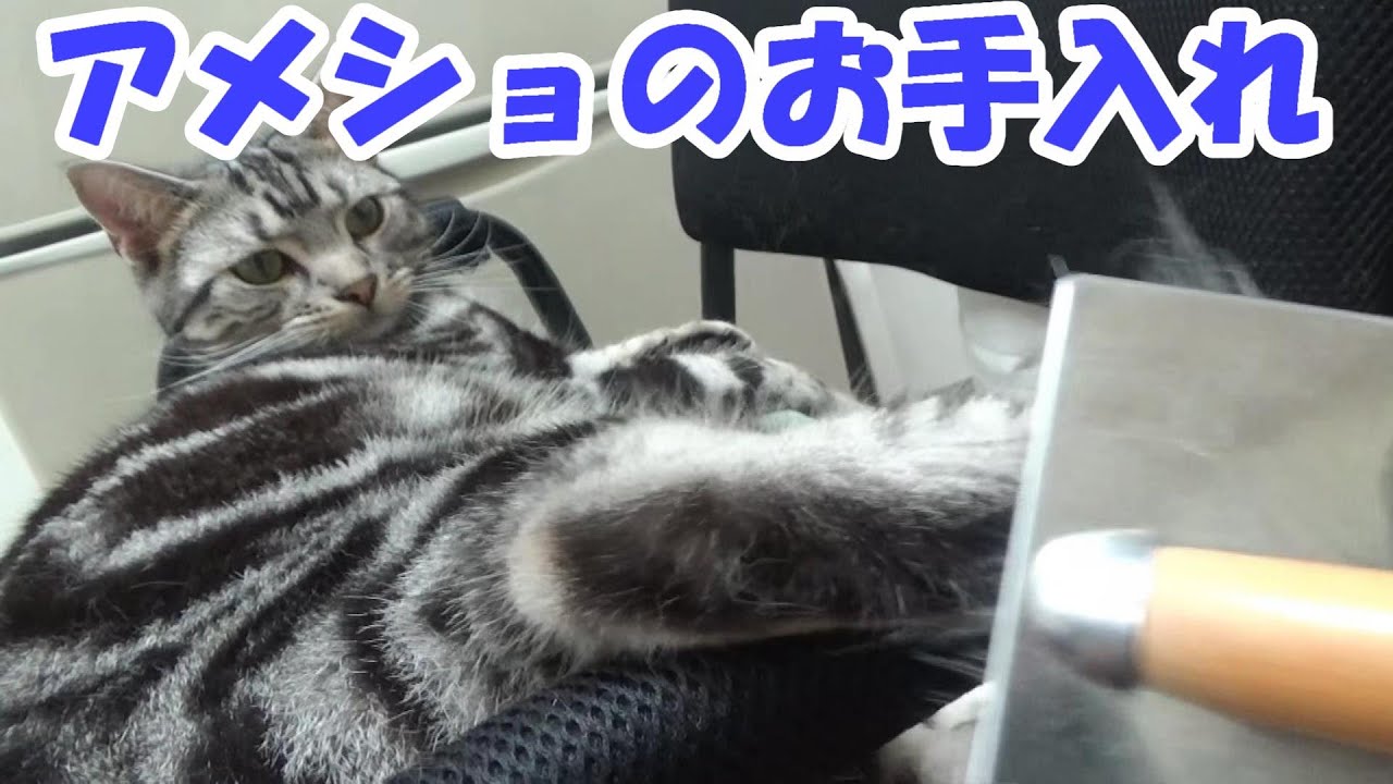アメショのお手入れ　（アメリカンショートヘア）