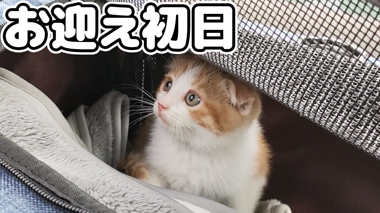 生後2ヵ月の子猫をお迎えした初日はまさかのこうなりました…【スコティッシュフォールド】