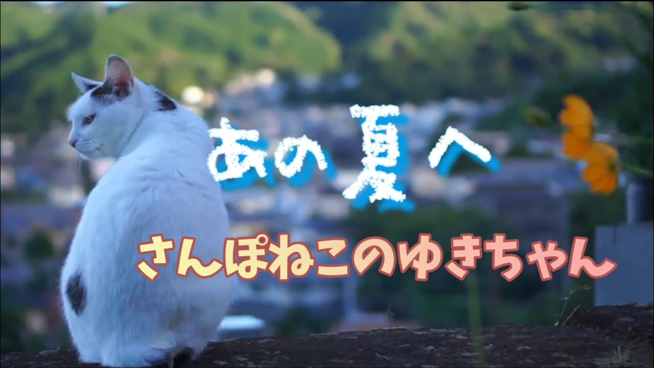 【さんぽねこのゆきちゃん】あの夏へ⛵│在りし日の思い出│空蝉│まほろば│虫集く│熱海│伊豆│日本猫│ジャパニーズ・ボブテイル│今や希少な純粋なジャパニーズボブテイルのゆきちゃん